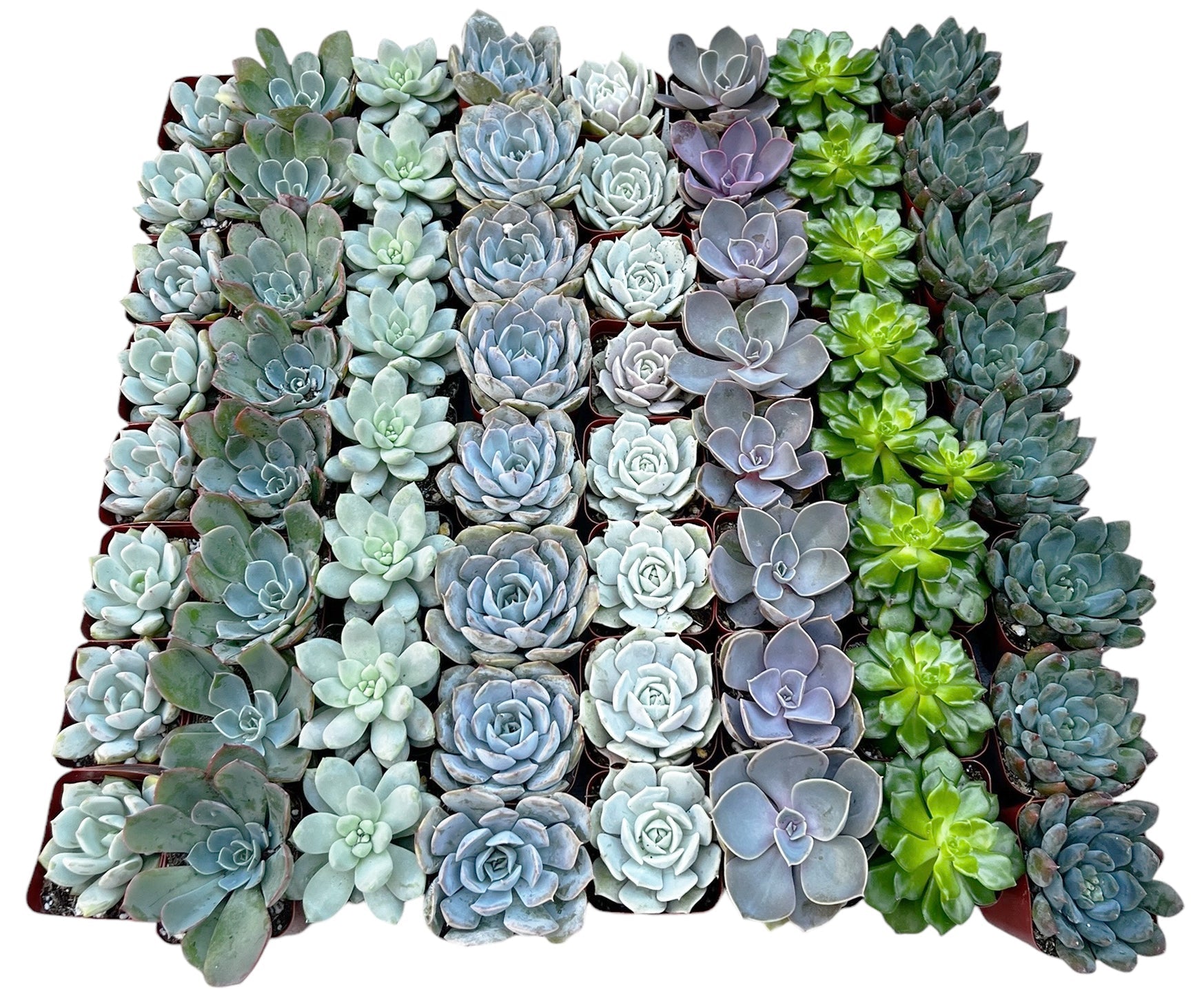 bulk succulent trays Bulk Echeveria Rosette Succulents – Watters Garden Center