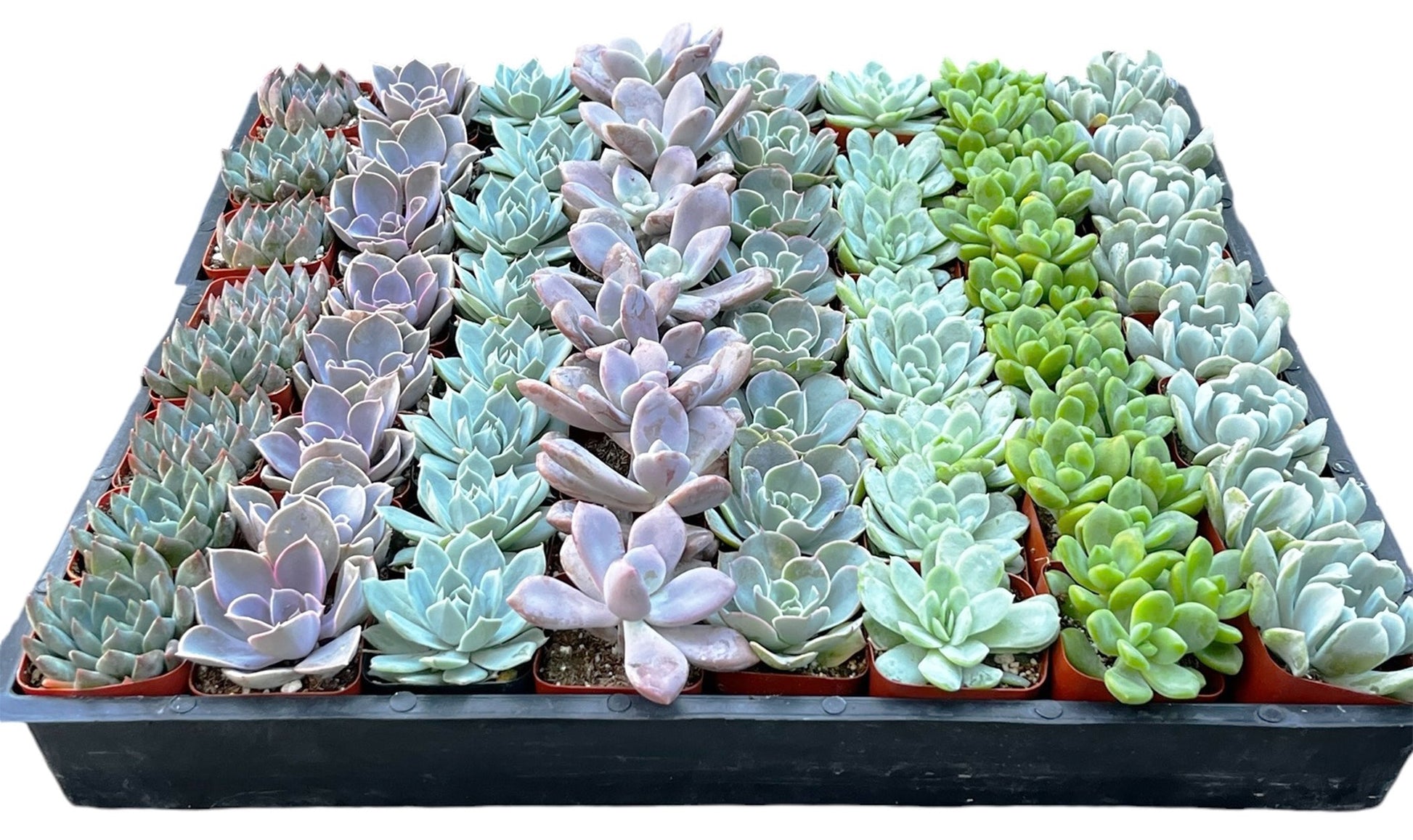 real succulents in bulk Bulk Echeveria Rosette Succulents