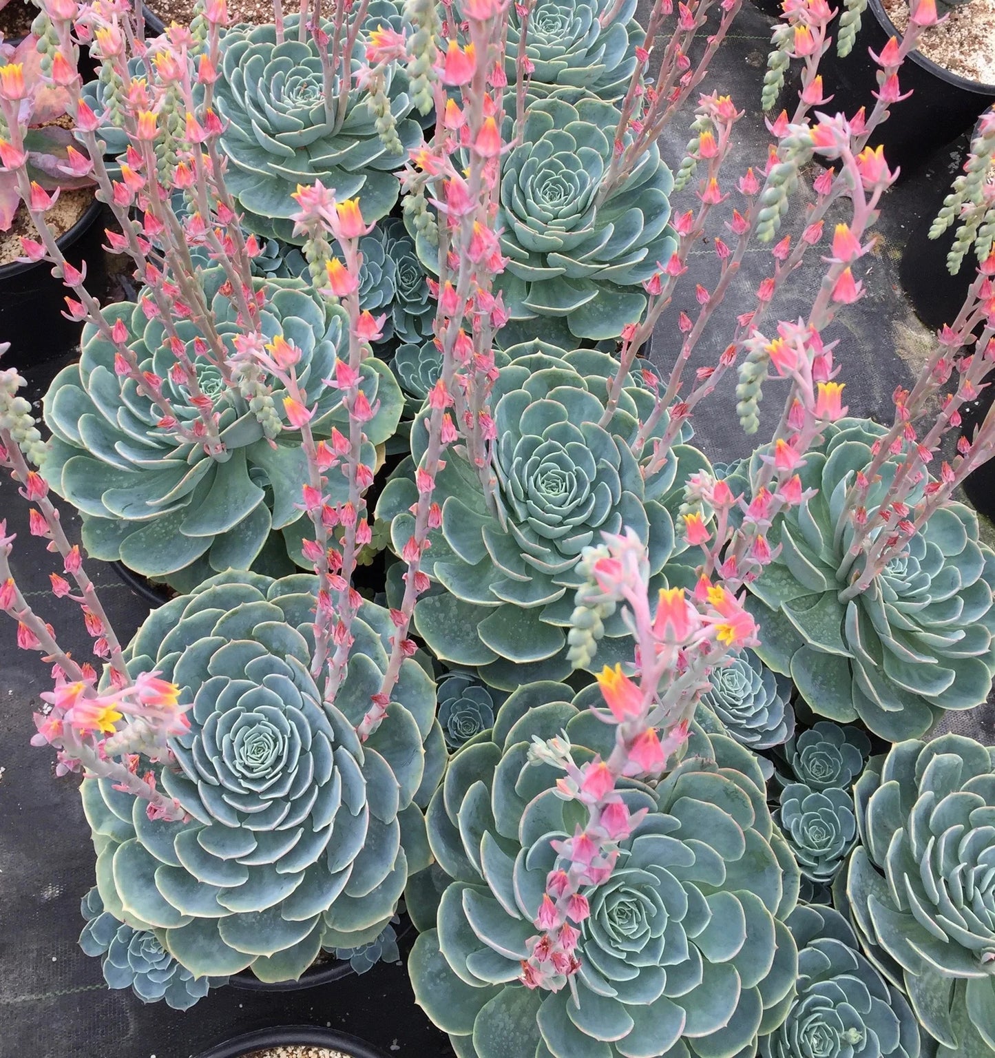 Echeveria Imbricata