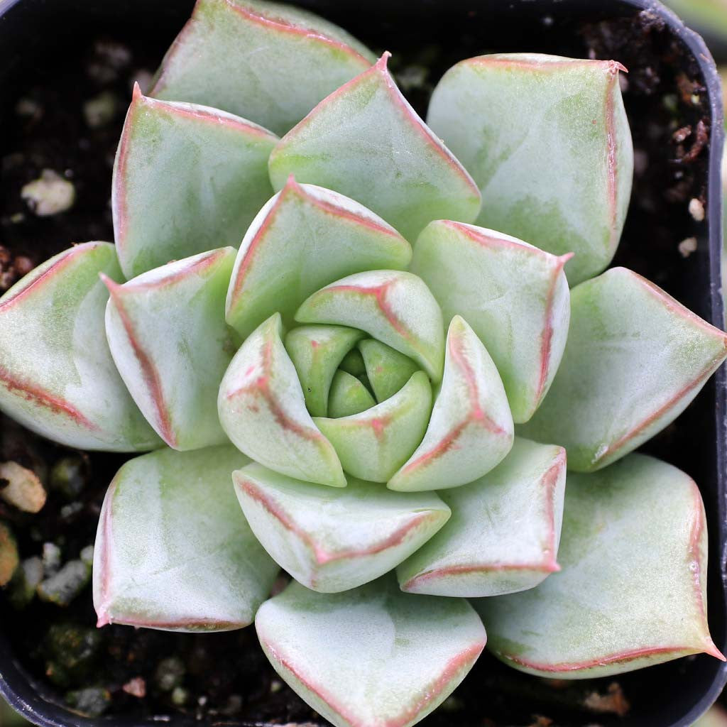 Glory Echeveria