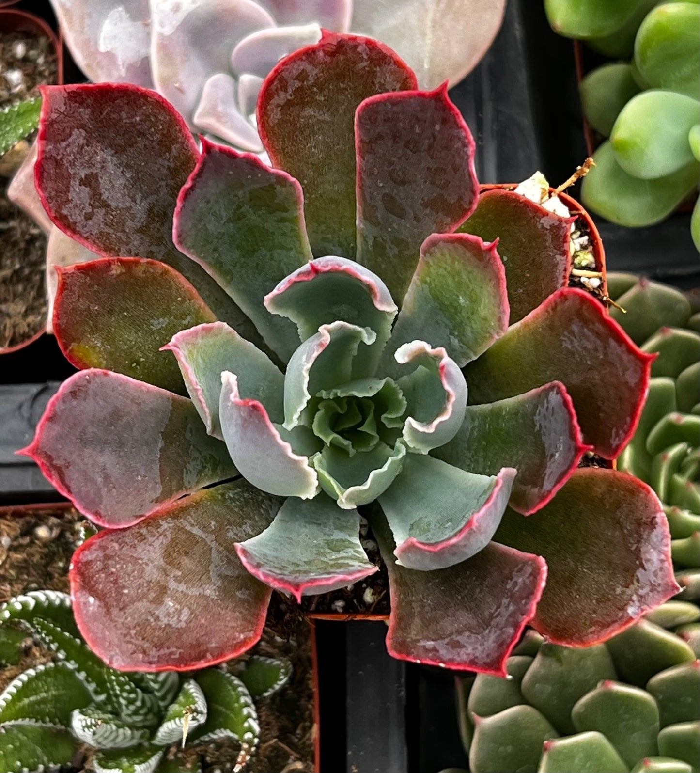 Neon Breaker Echeveria
