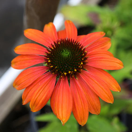 CHEYENNE SPIRIT ECHINACEA 1gal