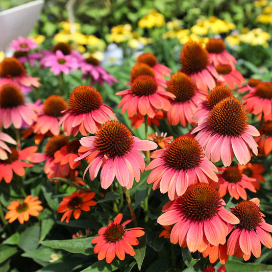 POCO HOT CORAL ECHINACEA 1gal