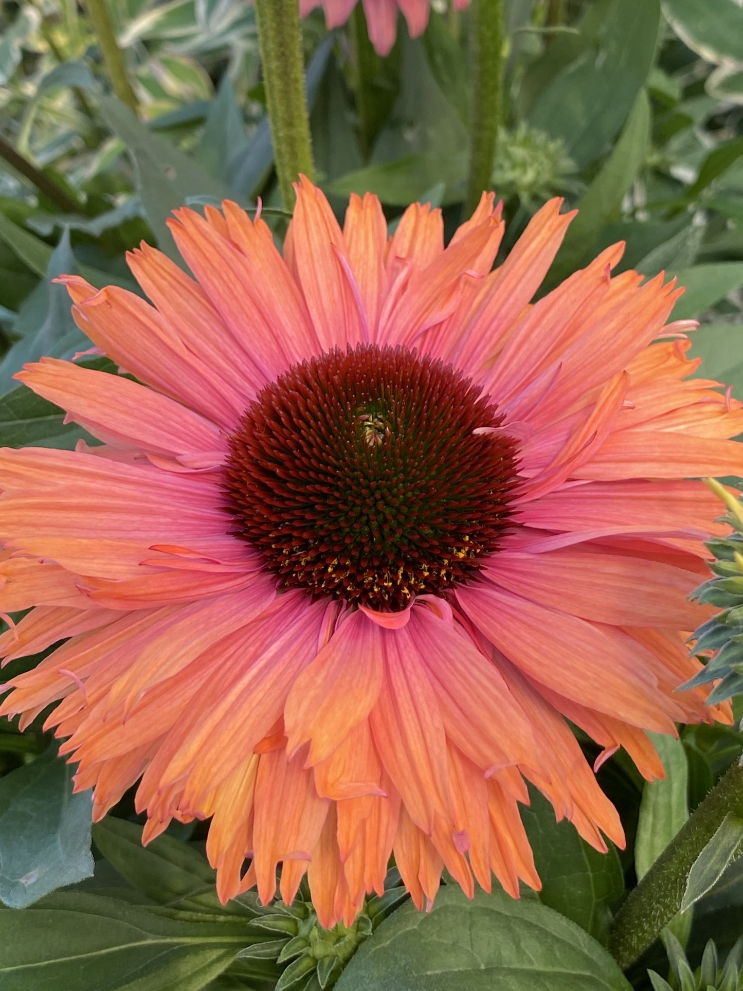 SUNSEEKERS RAINBOW ECHINACEA 1gal