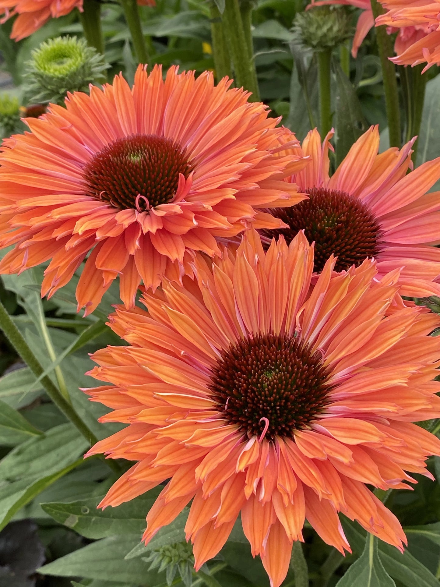 SUNSEEKERS RAINBOW ECHINACEA 1gal