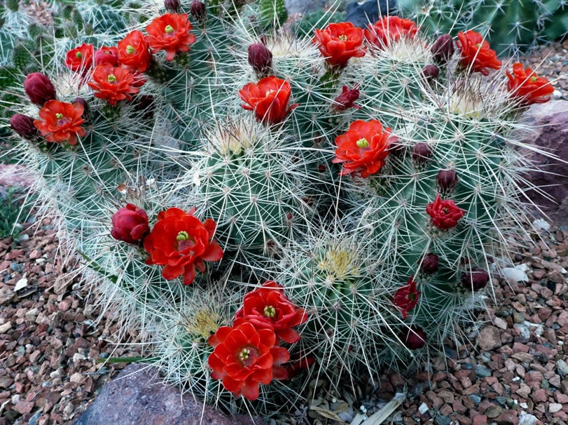 SCARLET HEDGEHOG CACTUS 1gal