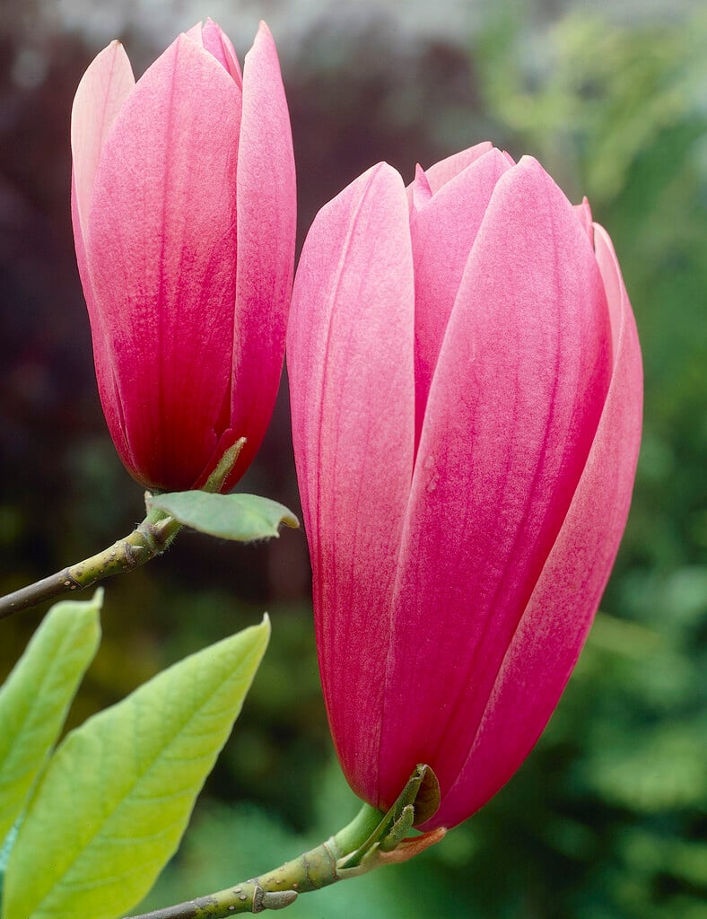 RUSTICA RUBRA MAGNOLIA TREE 7gal