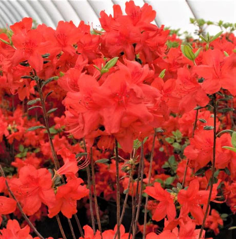 ELECTRIC LIGHTS RED AZALEA 2gal