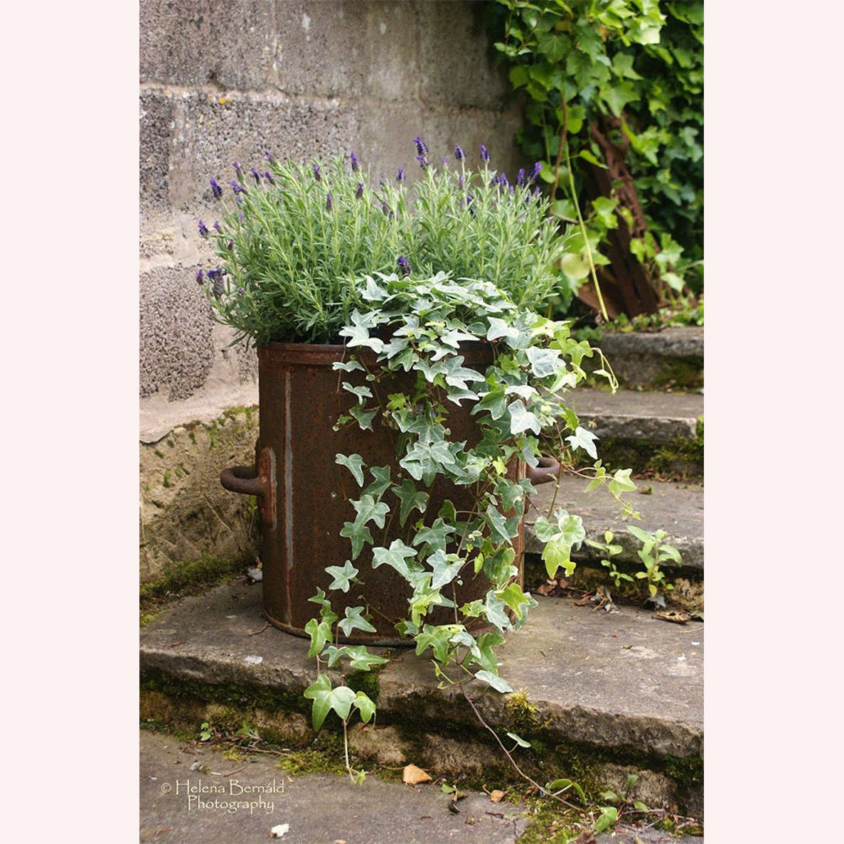 ENGLISH IVY 1gal STAKED