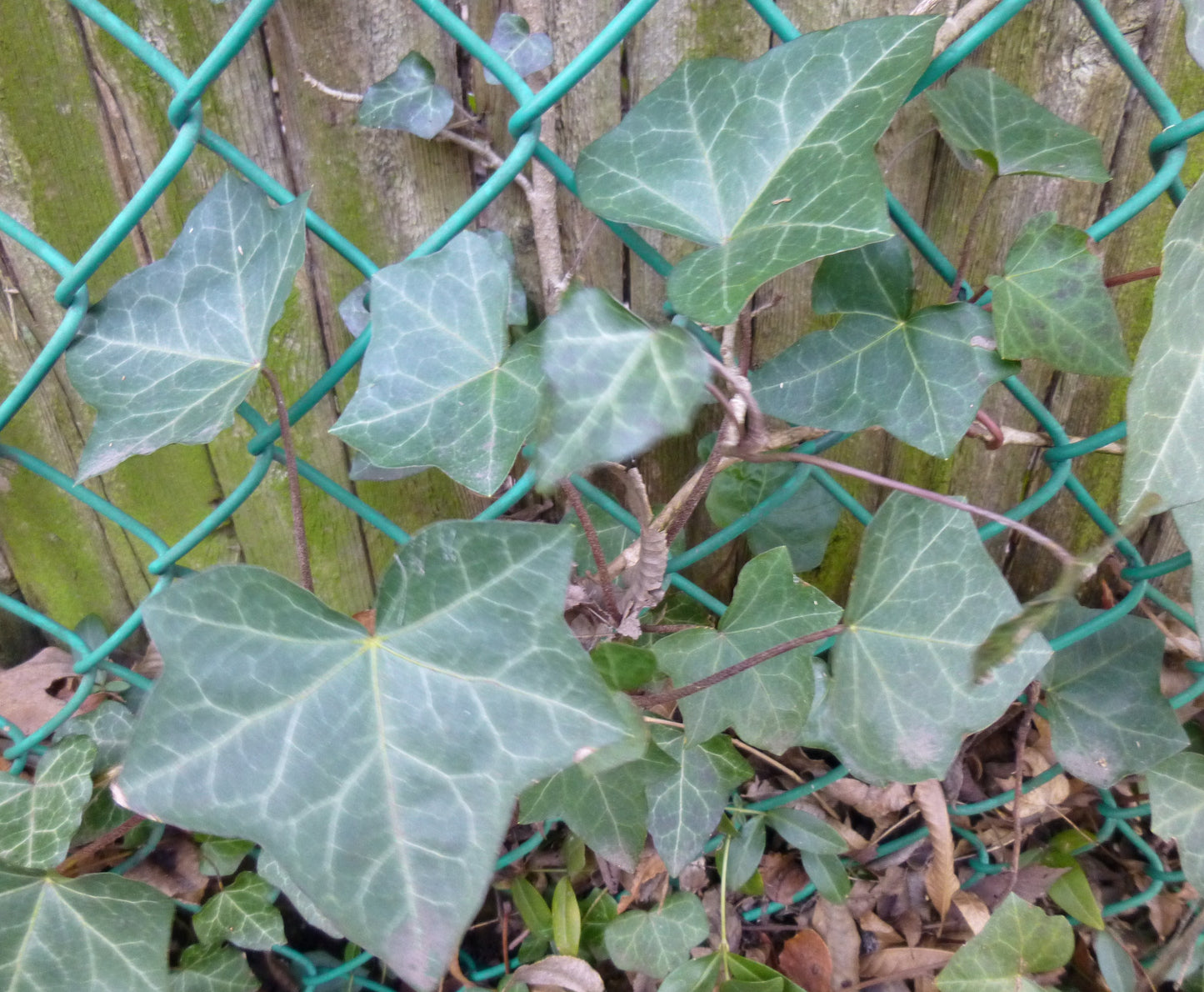 ENGLISH IVY 1gal STAKED
