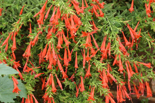 ORANGE CARPET HUMMINGBIRD TRUMPET 1gal