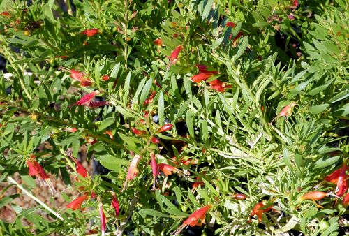 WINTER BLAZE EMU BUSH 2 GAL