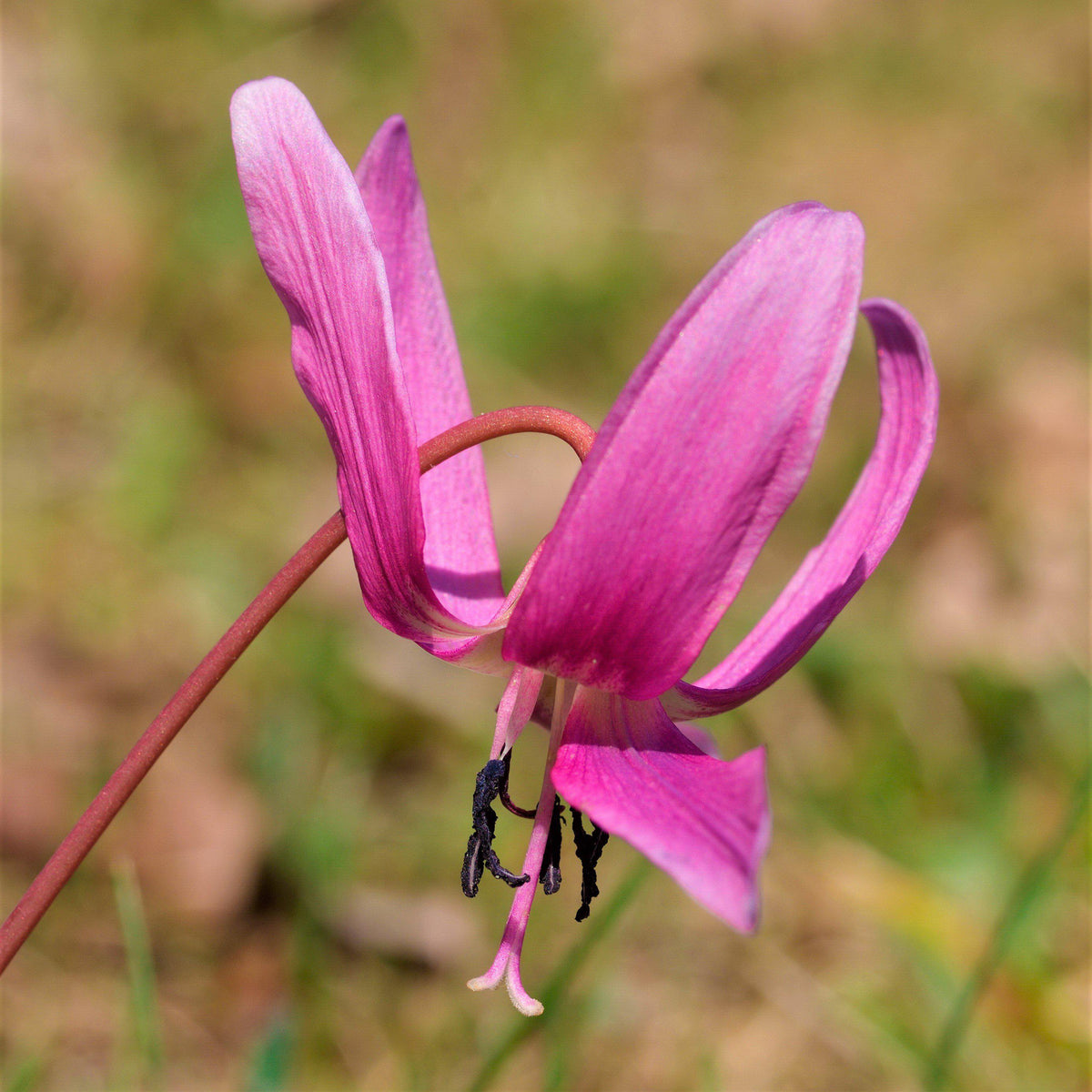 Erythronium - Dens-Canis Rose Queen