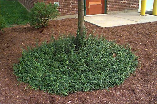 MOONSHADOW WINTERCREEPER EUONYMUS 2gal