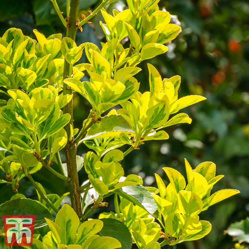 GOLDEN EUONYMUS 3gal