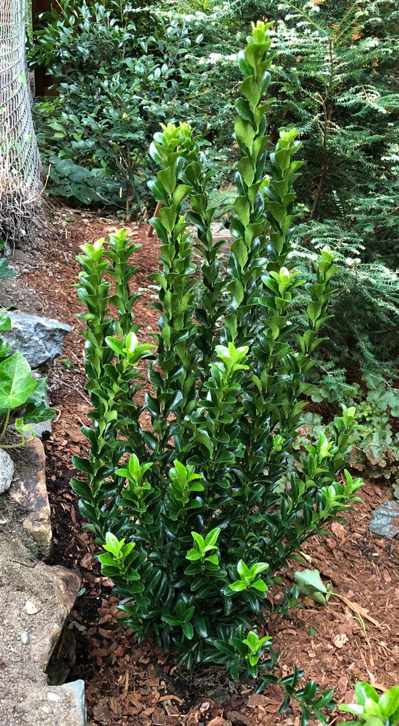 GREEN SPIRE EUONYMUS 2gal