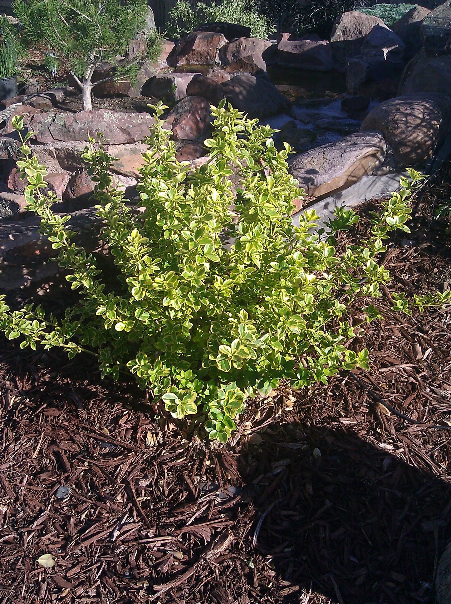 CANADALE GOLD WINTERCREEPER EUONYMUS 5gal