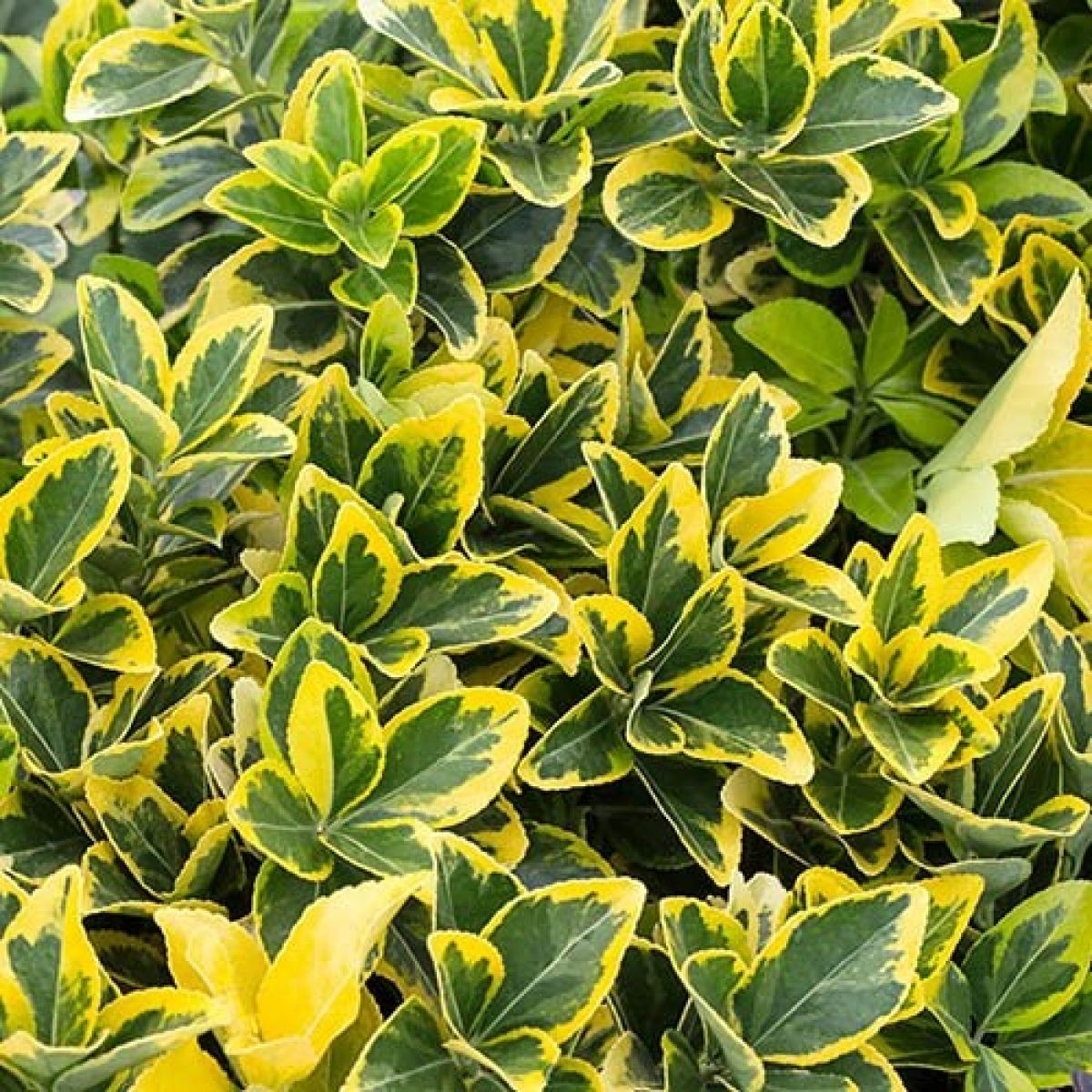 GOLDEN EUONYMUS 3gal