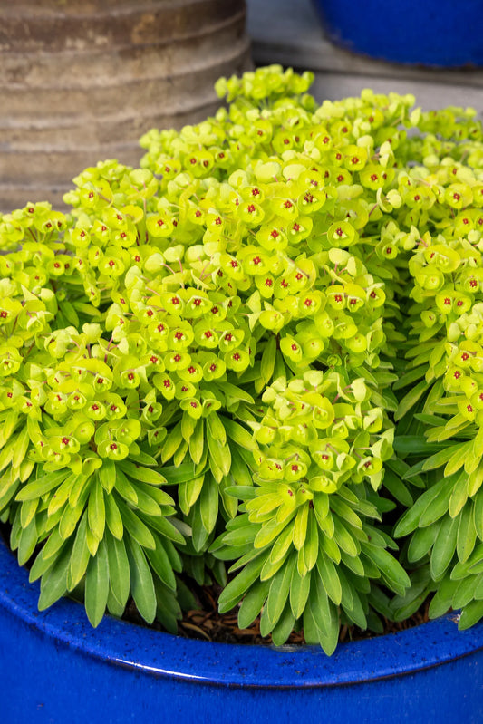 Products – Page 308 – Watters Garden Center Products – Page 308 – Watters Garden Center