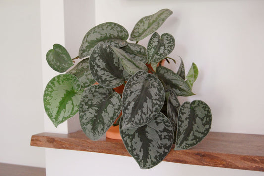 EXOTICA POTHOS 6in