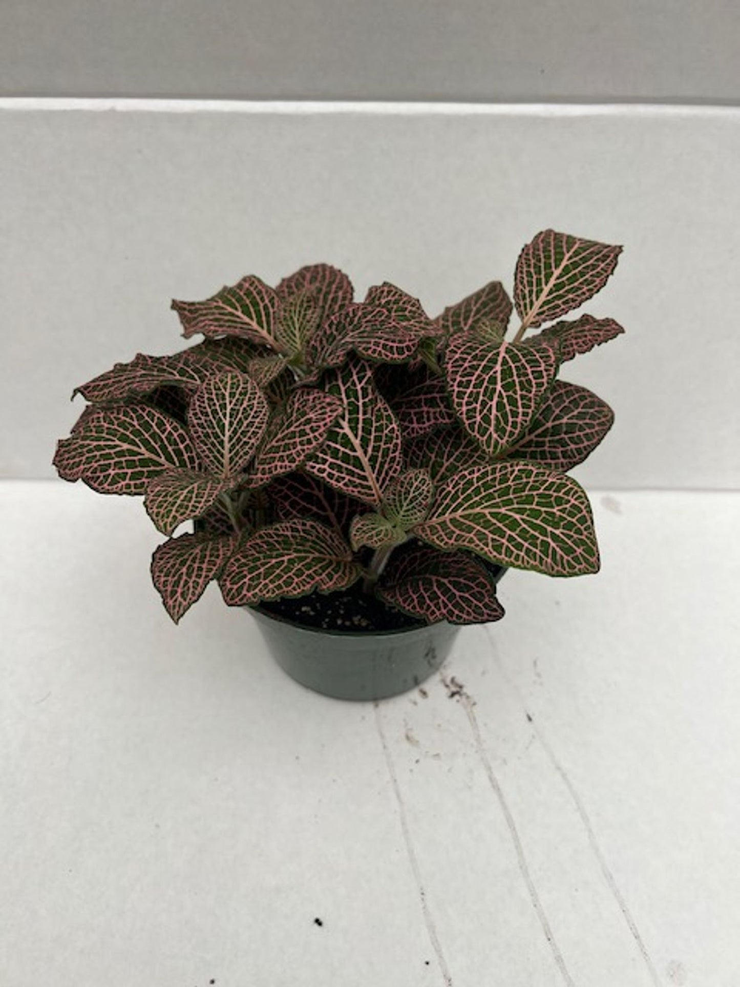 FITTONIA NERVE PLANT ASSORTED
