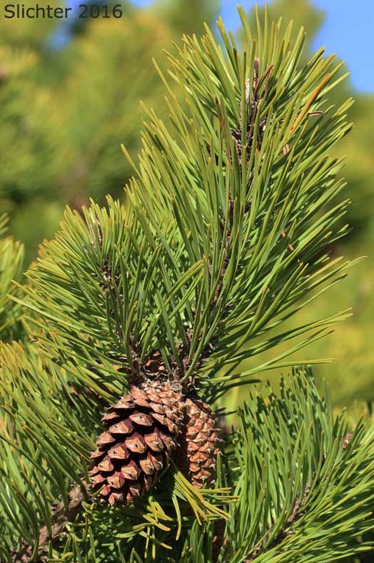 OREGON GREEN PINE TREE 7gal