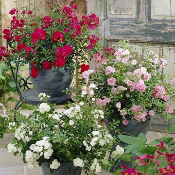 SCARLET FLOWER CARPET ROSE 2gal