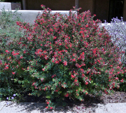 MEXICALI ROSE BAJA FAIRY DUSTER 1gal