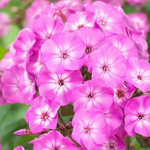 FAMOUS PURPLE IMP PHLOX 1gal
