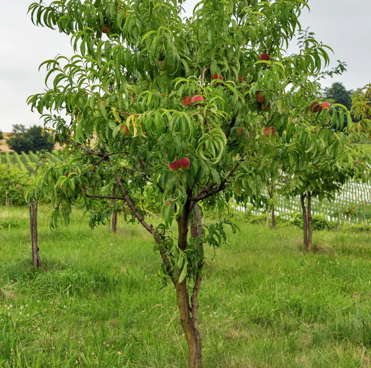 FANTASIA NECTARINE TREE 7gal