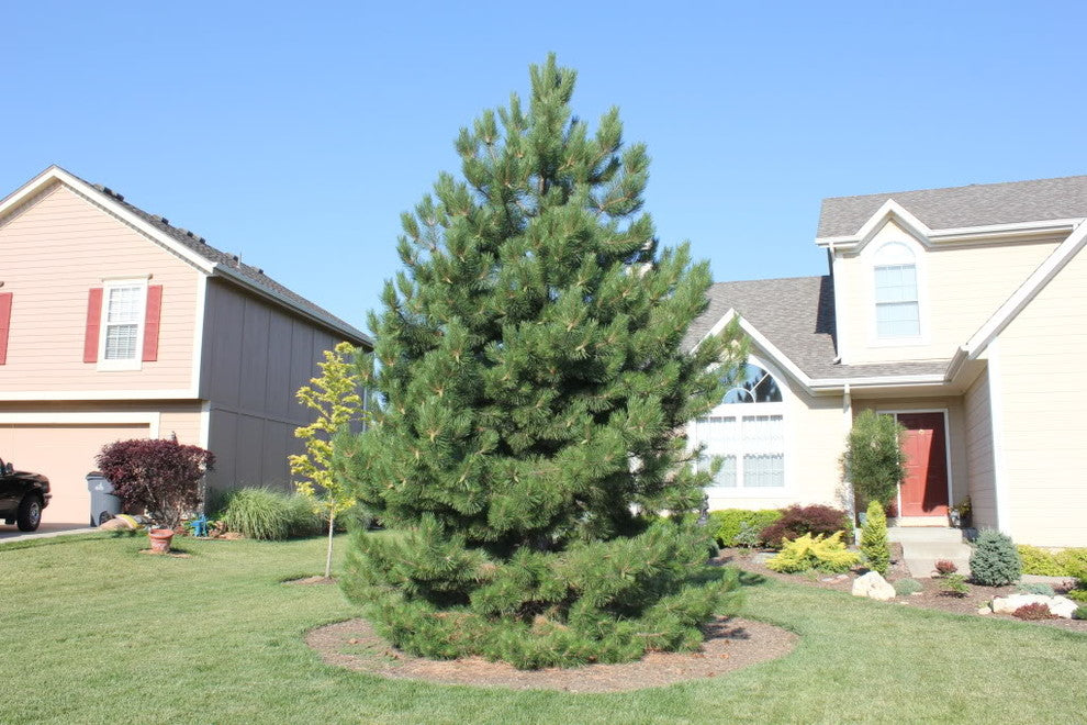 AUSTRIAN PINE TREE 10gal