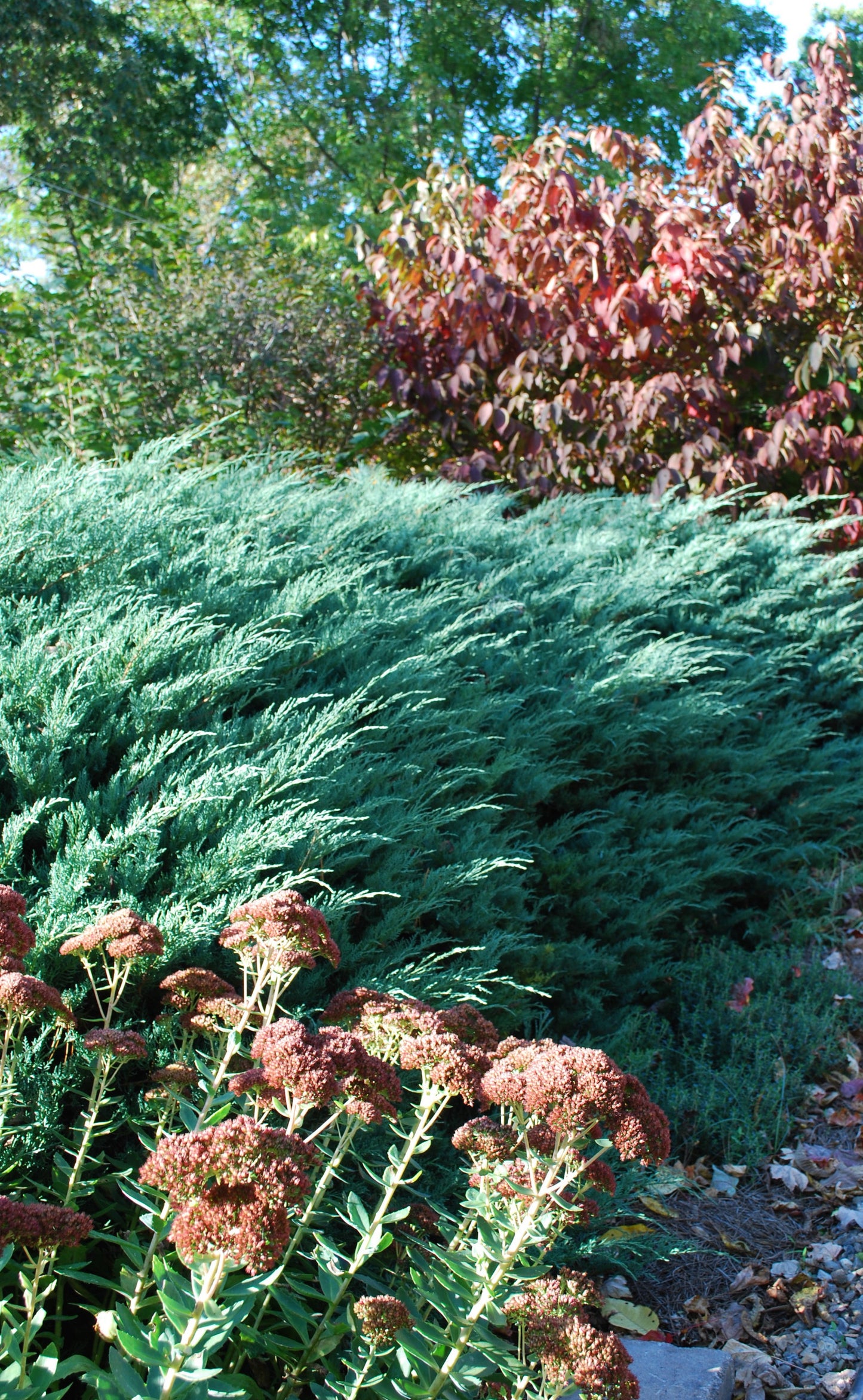 Grey Owl Juniper (JUNIPER V. GREY OWL)