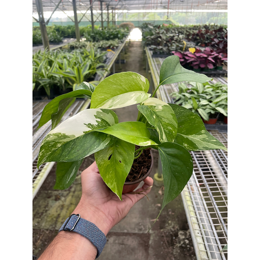 Pothos 'Albo Variegata'