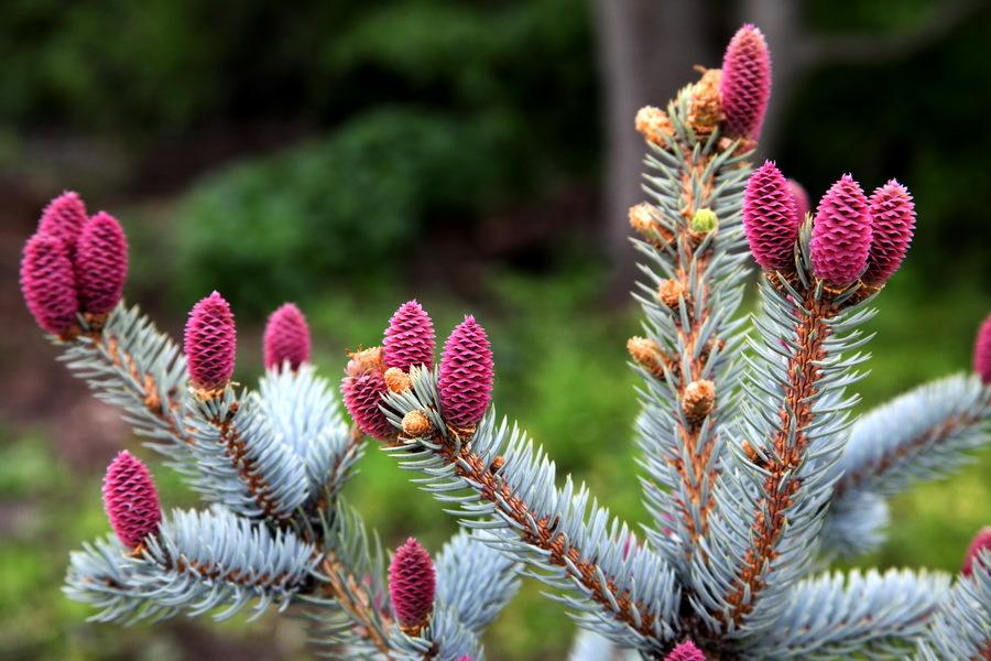 HOOPSII COLORADO SPRUCE 7gal