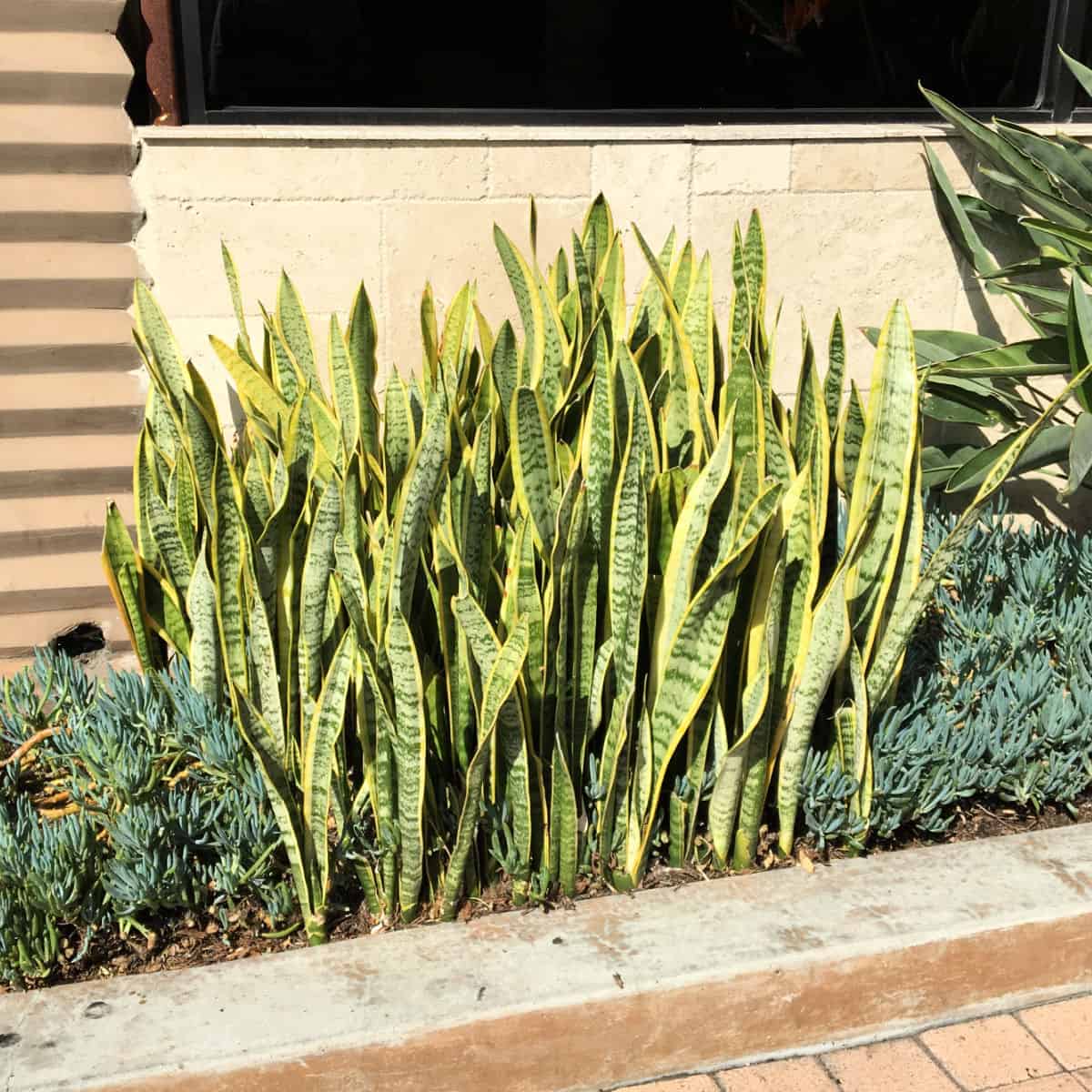 SNAKE PLANT SANSEVIERIA 8in
