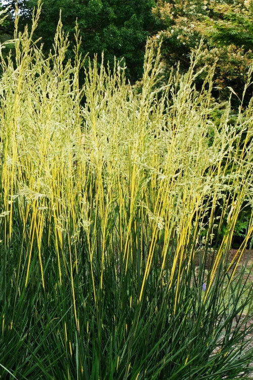 GLOW STICKS TALL FESCUE GRASS 1gal