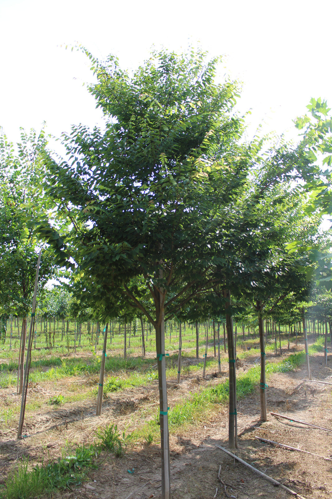 ZELKOVA ELM TREE 25gal
