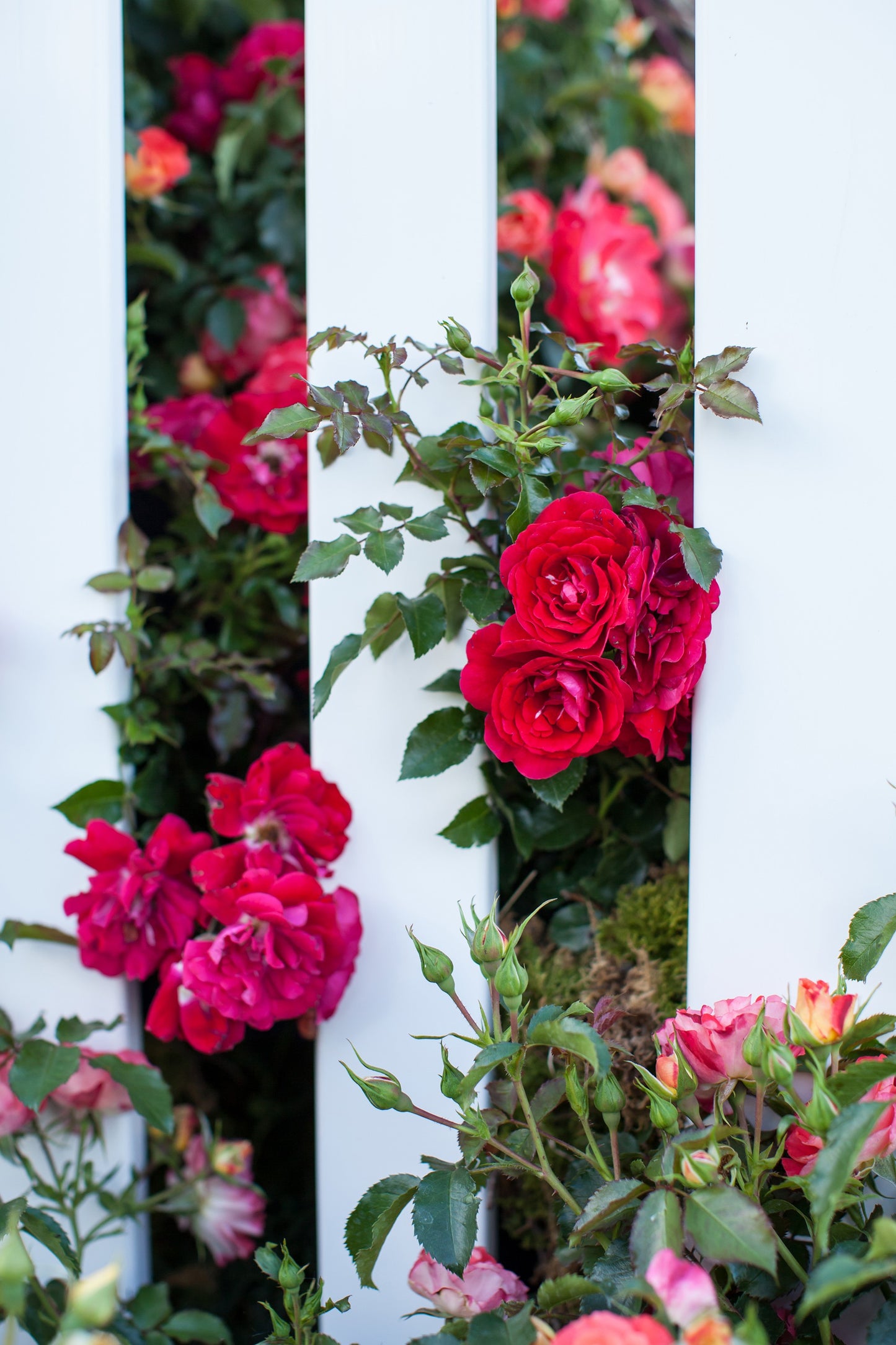 EASY ELEGANCE PAINT THE TOWN ROSE 2gal