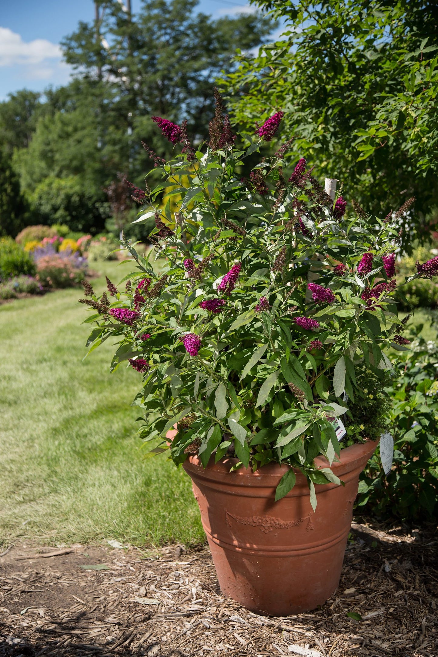 FUNKY FUCHSIA BUTTERFLY BUSH 3gal