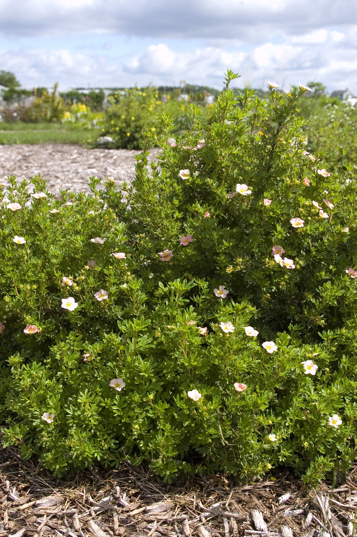 PINK BEAUTY POTENTILLA 2gal