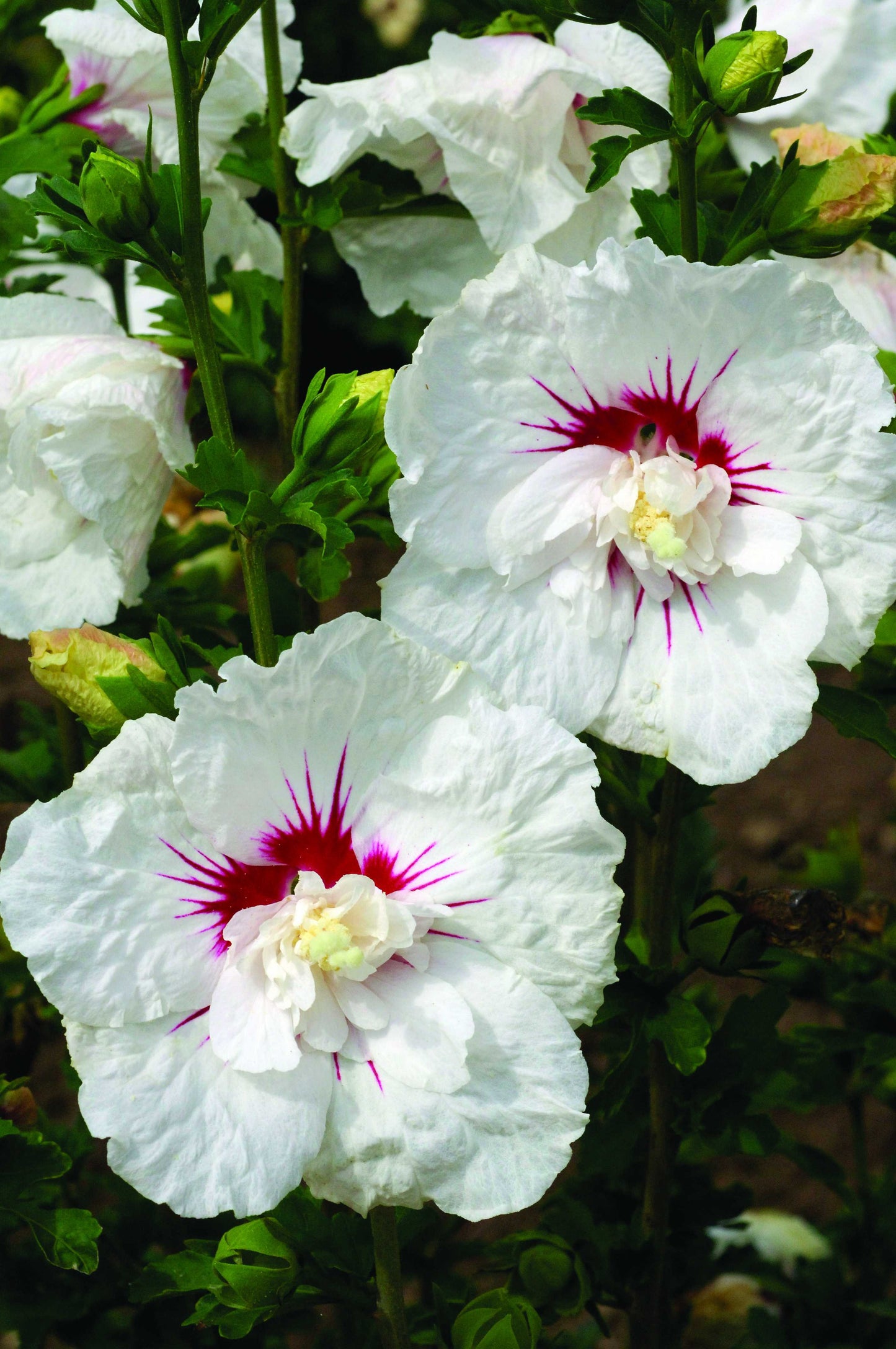 BALI ROSE OF SHARON 2gal