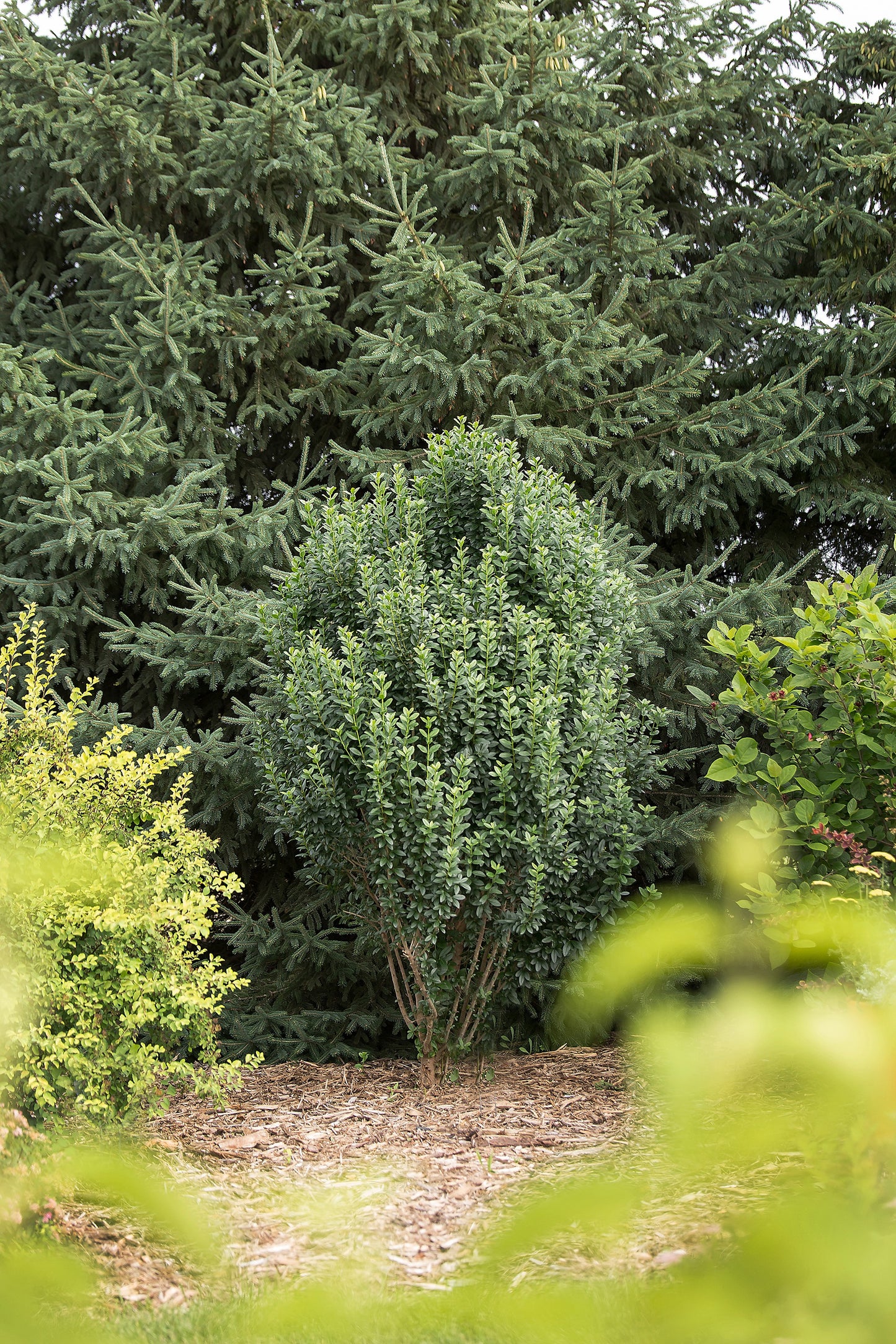 STRAIGHT TALK PRIVET 3gal