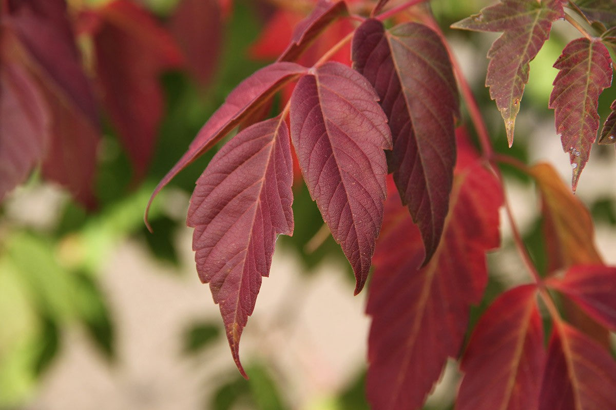 SENSATION BOXELDER MAPLE 15gal