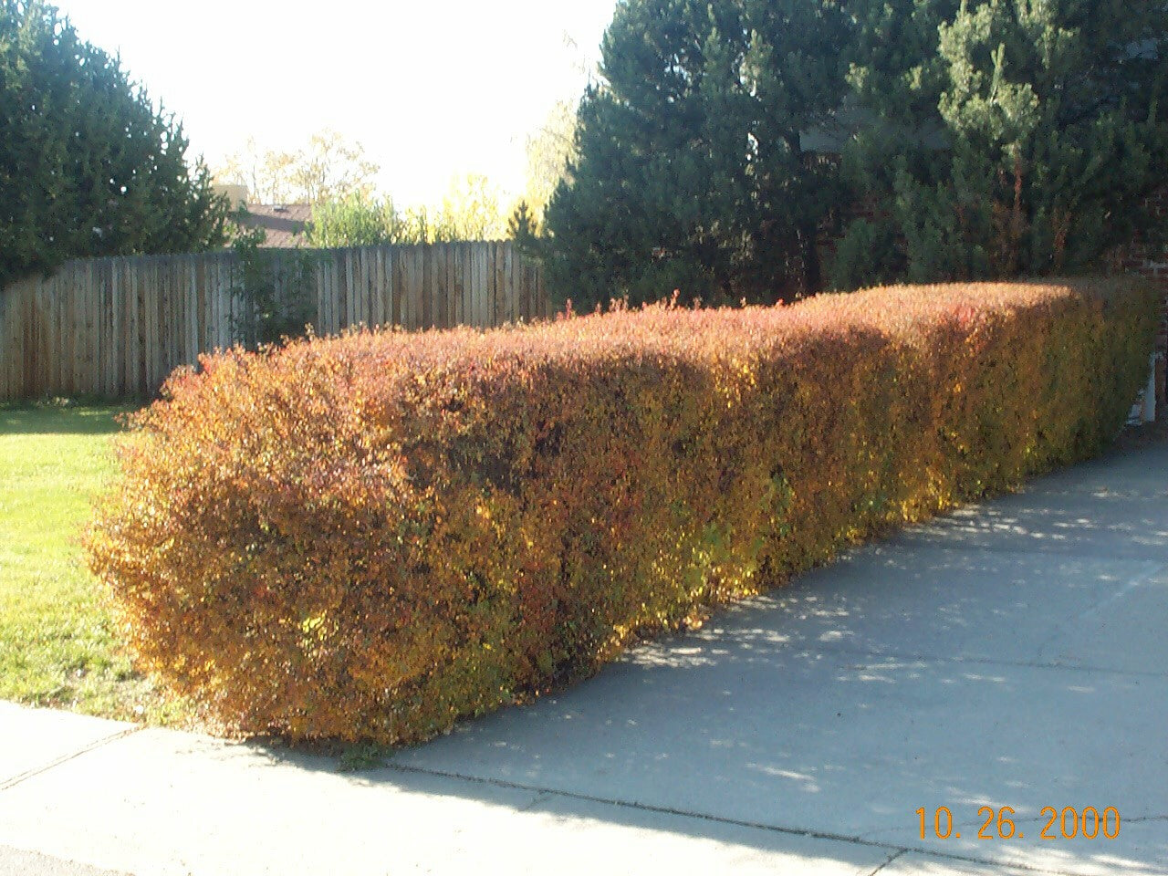 SNOWMOUND SPIRAEA 3gal