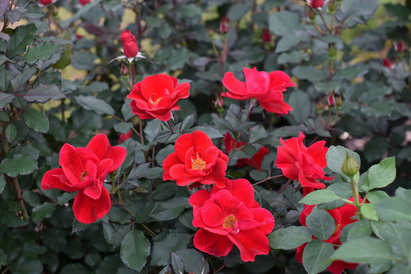 MIRACLE ON THE HUDSON ROSE 5gal