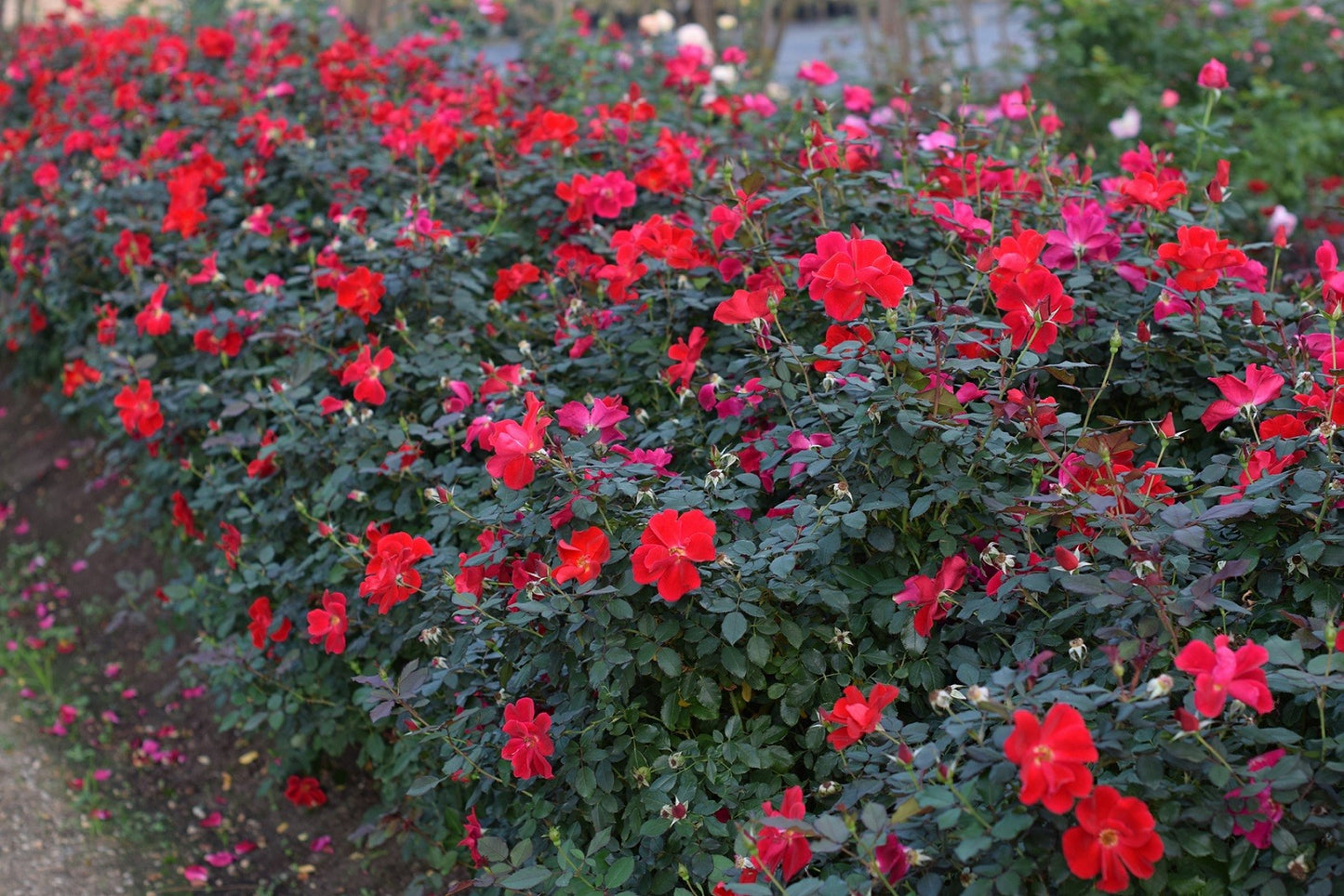 MIRACLE ON THE HUDSON ROSE 5gal