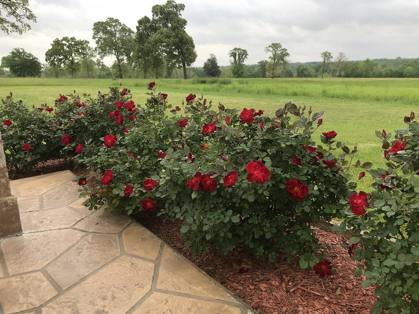 MIRACLE ON THE HUDSON ROSE 5gal