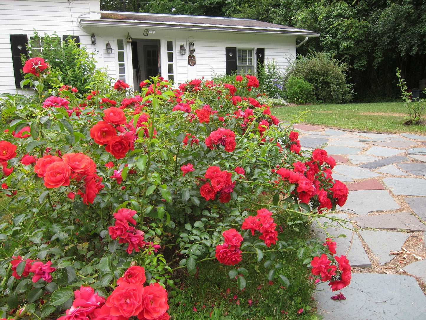 RED CARPET ROSE 2gal