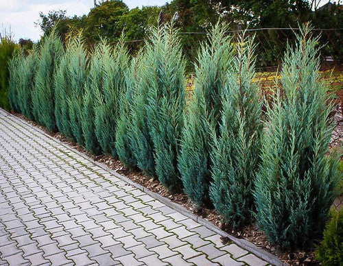MOONGLOW JUNIPER TREE 6gal