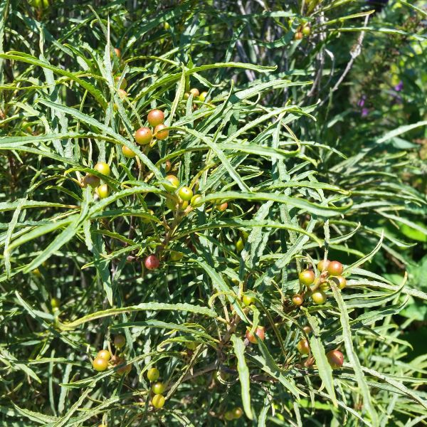 Fine Line® Buckthorn (Rhamnus frangula 'Ron Williams') - 3 gallon 24"